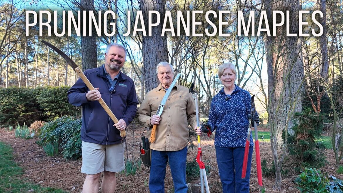 How to Prune Japanese Maples and Why