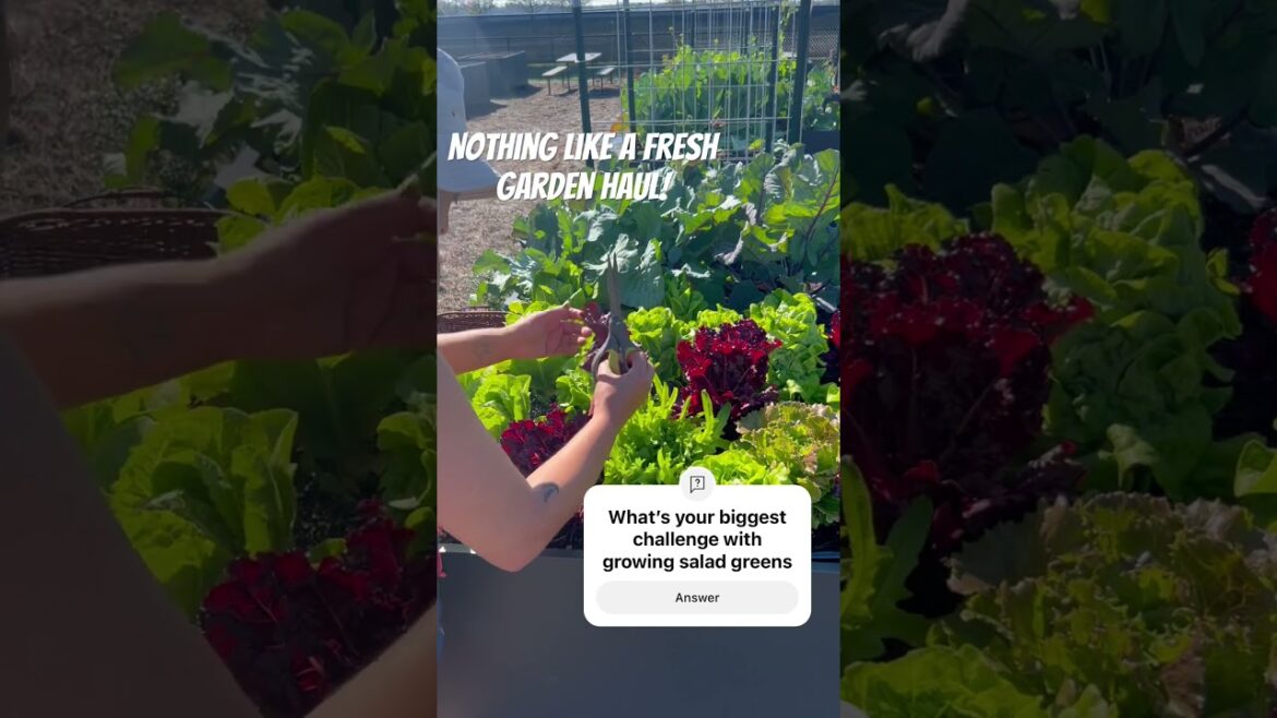 A “How to” on harvesting salad greens! ASMR  #UrbanGardening #KitchenGarden#VegetableGardening