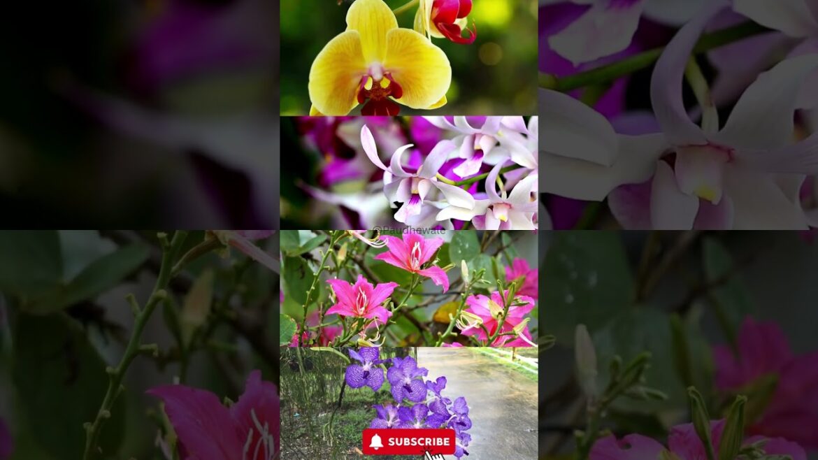 Colorful Orchids  | Outdoor Plants #paudhewale #outdoorplant #sale #plants #roseplants #rose #short