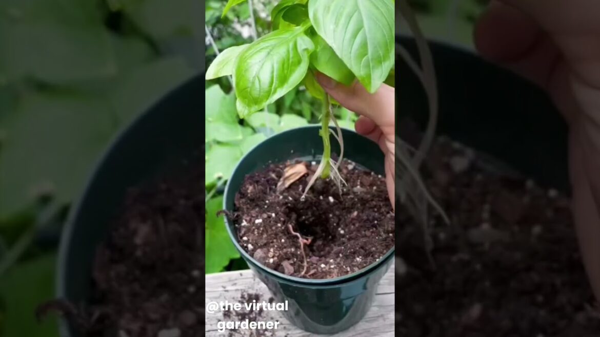 5 Vegetables That Grow in Just Water! π§ 5 Vegetables That Grow in Just Water! π§