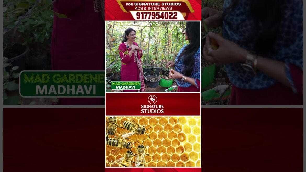 @MADGARDENER Mad Gardener Madhavi Special Interview | Signature Studios