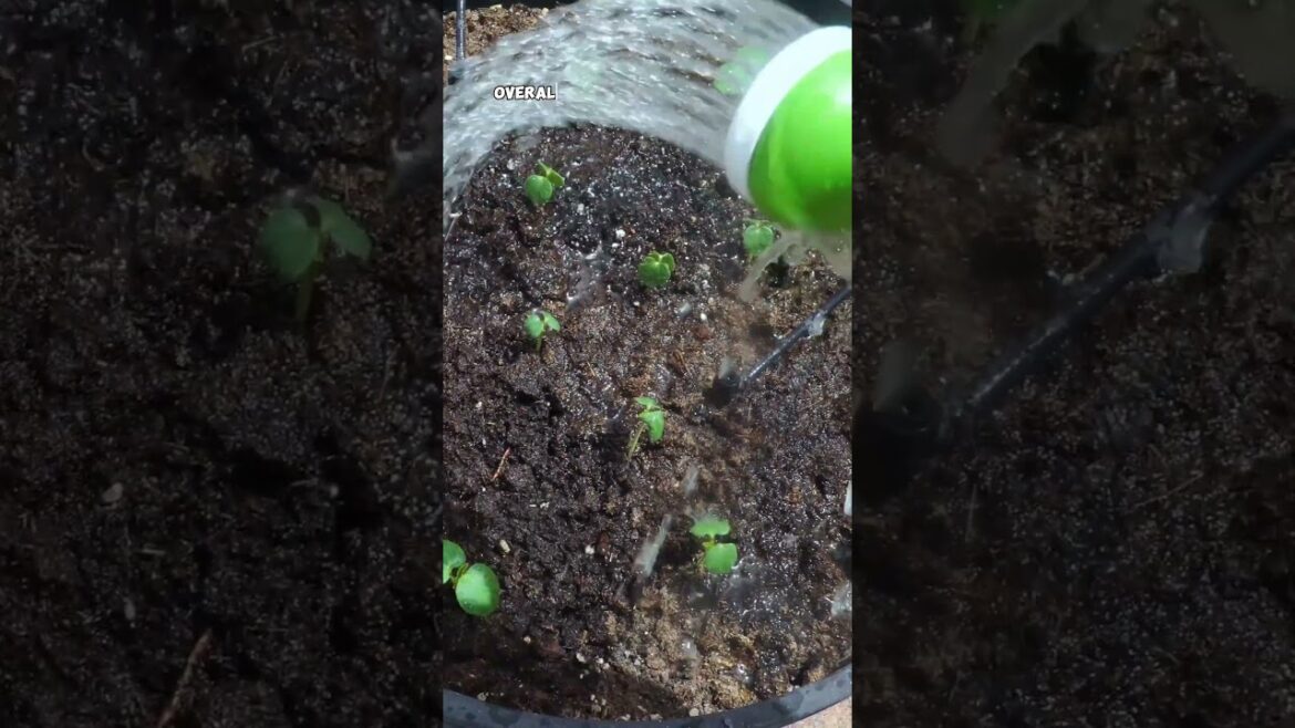 California Gardening: Boost Your Seedlings with Fish Fertilizer: Seed Starting, Transplanting, and Fertilizing Tips! Boost Your Seedlings with Fish Fertilizer: Seed Starting, Transplanting, and Fertilizing Tips!