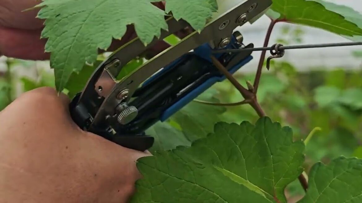 Perfect replacement of Japanese MAX, widely used in flower farm garden branch vine binding machine