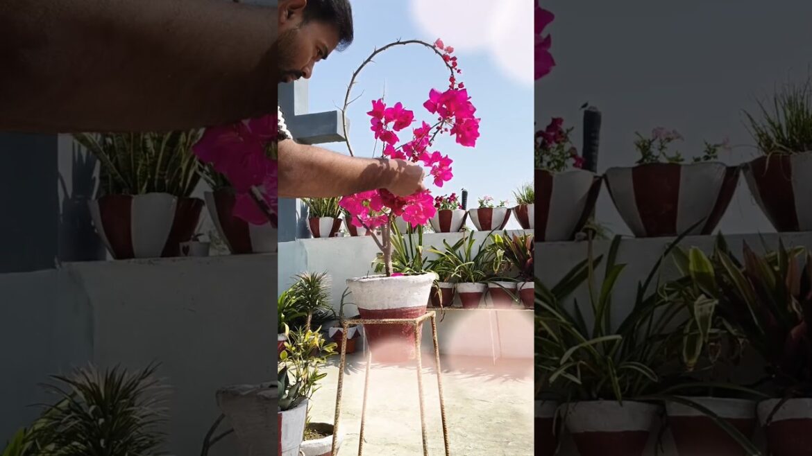 Boganvellia Hacks 🤩 #flowers #gardening #plantslover #plants #bonsai #garden