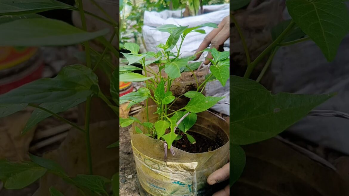 chilli Plant Growing Tricks