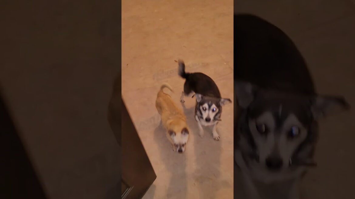 Gathering up garden supplies.