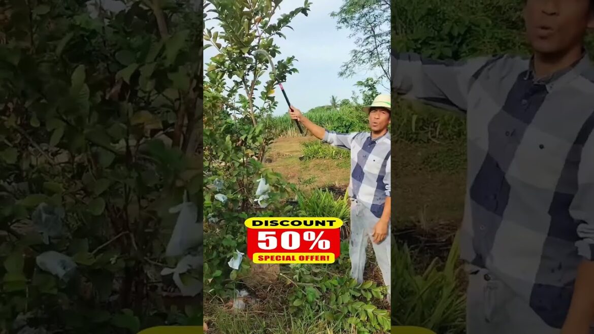 New generation scythe