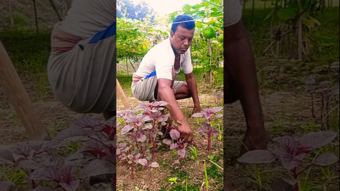Healthy & Nutritious! Fresh Red Amaranth (Lal Shak) Harvesting #shorts Healthy & Nutritious! Fresh Red Amaranth (Lal Shak) Harvesting #shorts