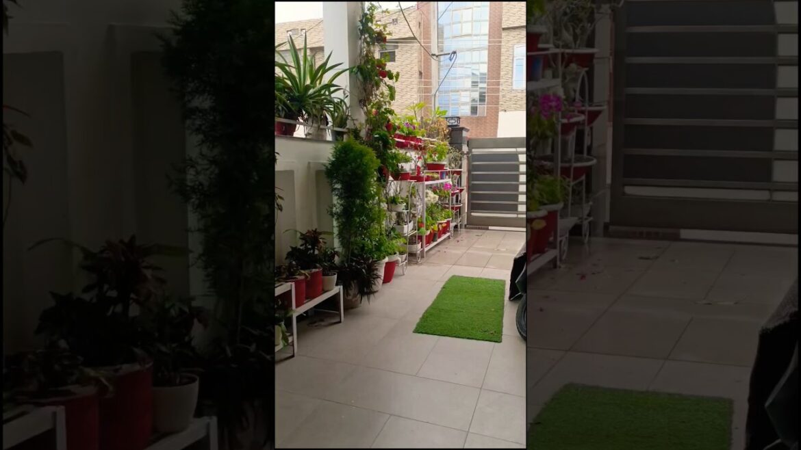 #entrancedecor #garden #plants #homeentrance #gardening #flowers #entrancedecoration #shorts