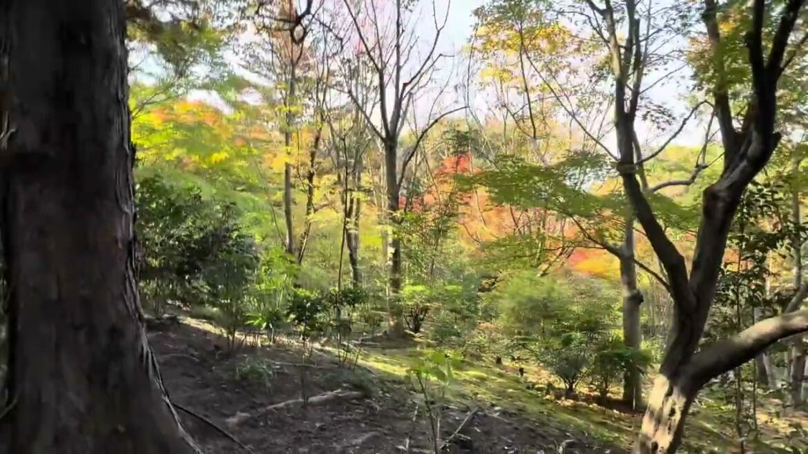 Japan Life Japanese garden