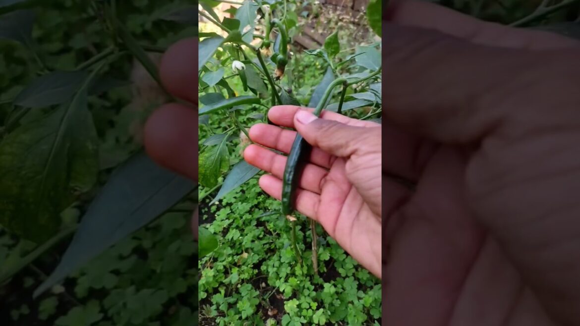 chilli in home farming 🌱|| organic vegetables 😱|| #organicfarming #chilli #gardening#short#vegetable
