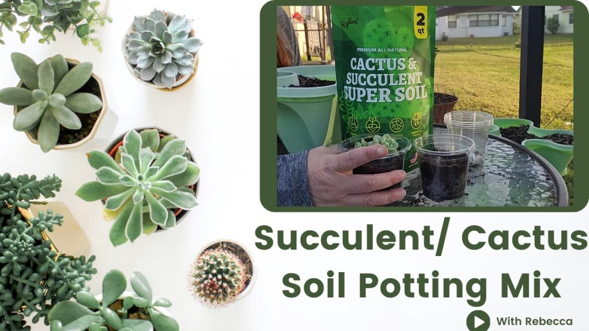 Perfect Potting Mix for Succulents & Cacti | Highland Garden Supply Cactus Soil for Healthy Growth!