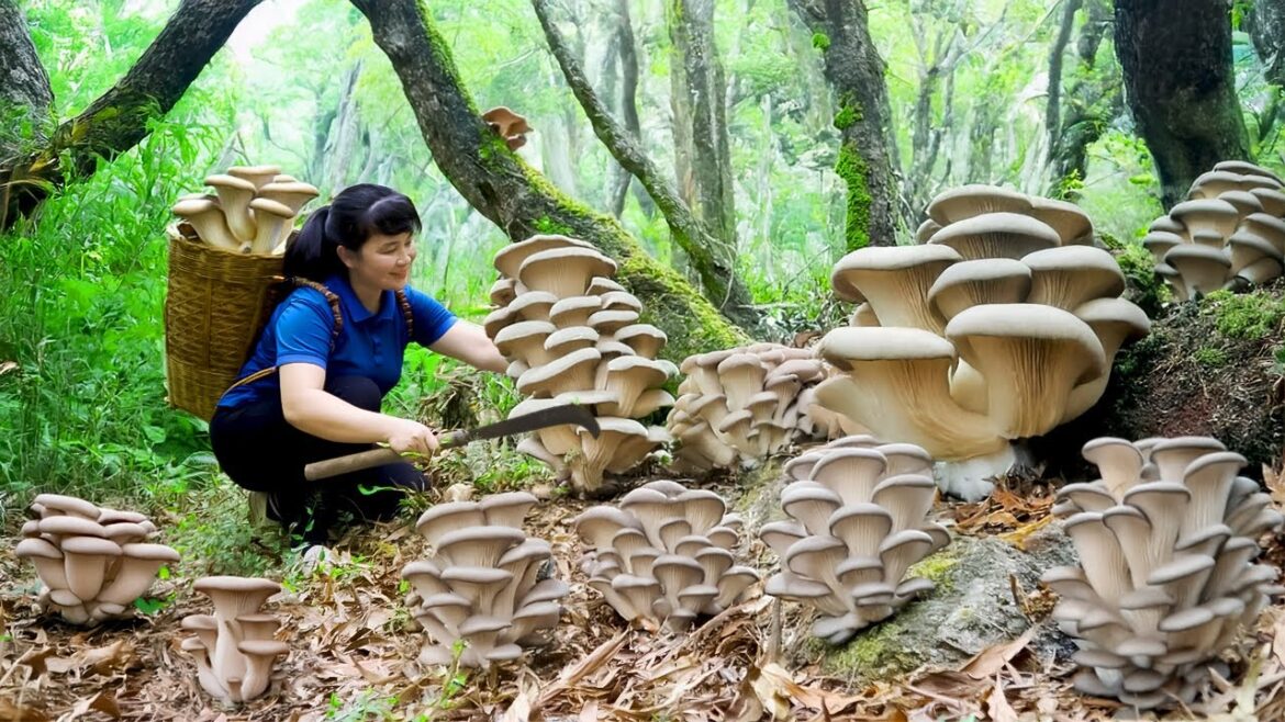 How to Harvest King Oyster Mushroom, goes To Market Sell - Harvesting and Cooking|Tieu Vy Daily Life