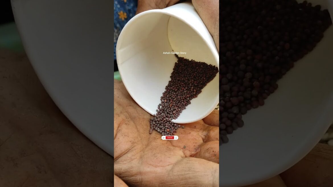 Vegetable Growing Video🔥Leafy Vegetables Grown At Home✨Vegetable Garden🥬#ashasgardenstory#shorts