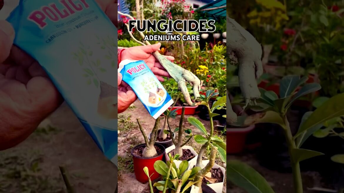 Adeniums Care Tips | Cutting Garne Bela Bhayo #short #adenium #garden #gardeningtips