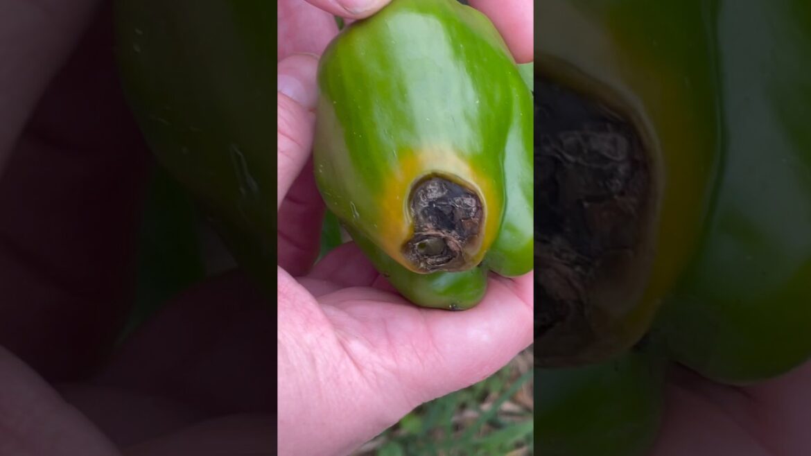 Harvesting Bell Peppers - Beautiful Backyard Garden Update #shorts