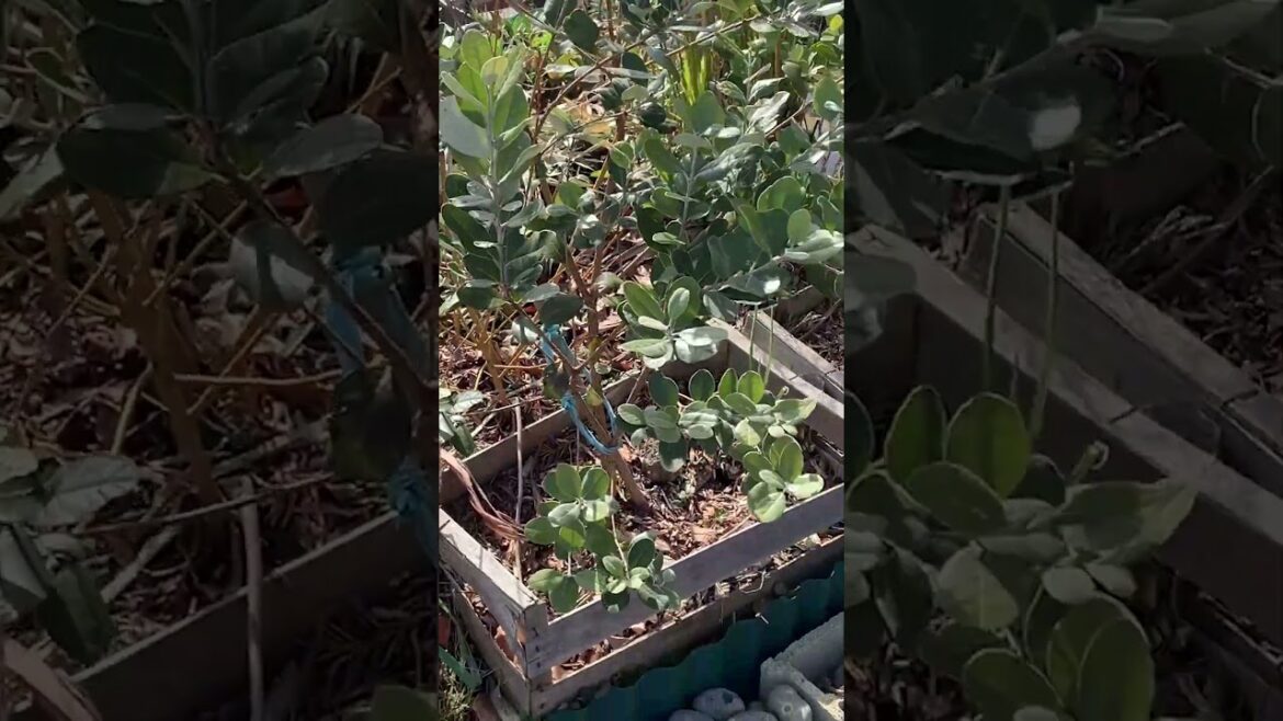 🌸😋 Why Have We Never Eaten Our Brazilian Guava Fruit? 🤭✨ 🌸😋 Why Have We Never Eaten Our Brazilian Guava Fruit? 🤭✨