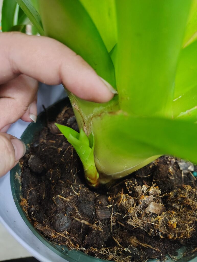 How to separate bromeliad pup?
