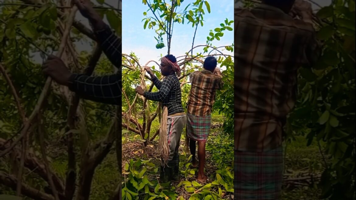 More Flowers, More Fruits! Guava Branch Bending Explained! 🌳🍈#shorts
