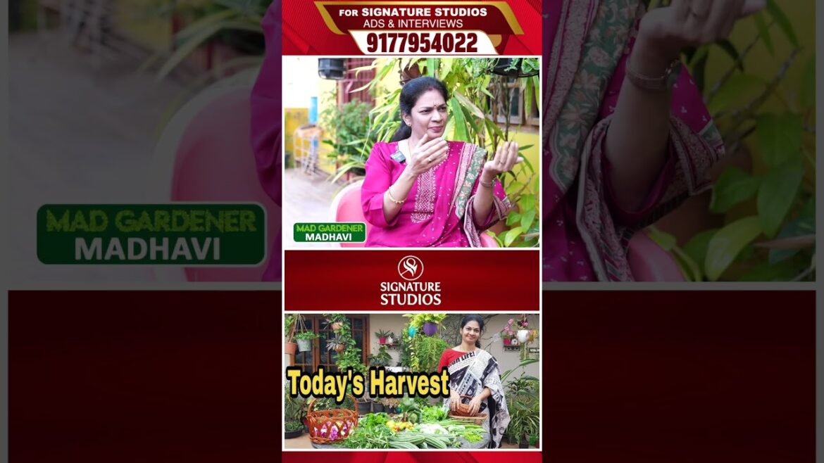 అలా కోసుకొని ఇలా వండుకోవడమే |@MADGARDENER Mad Gardener Madhavi Special Interview | Signature Studios