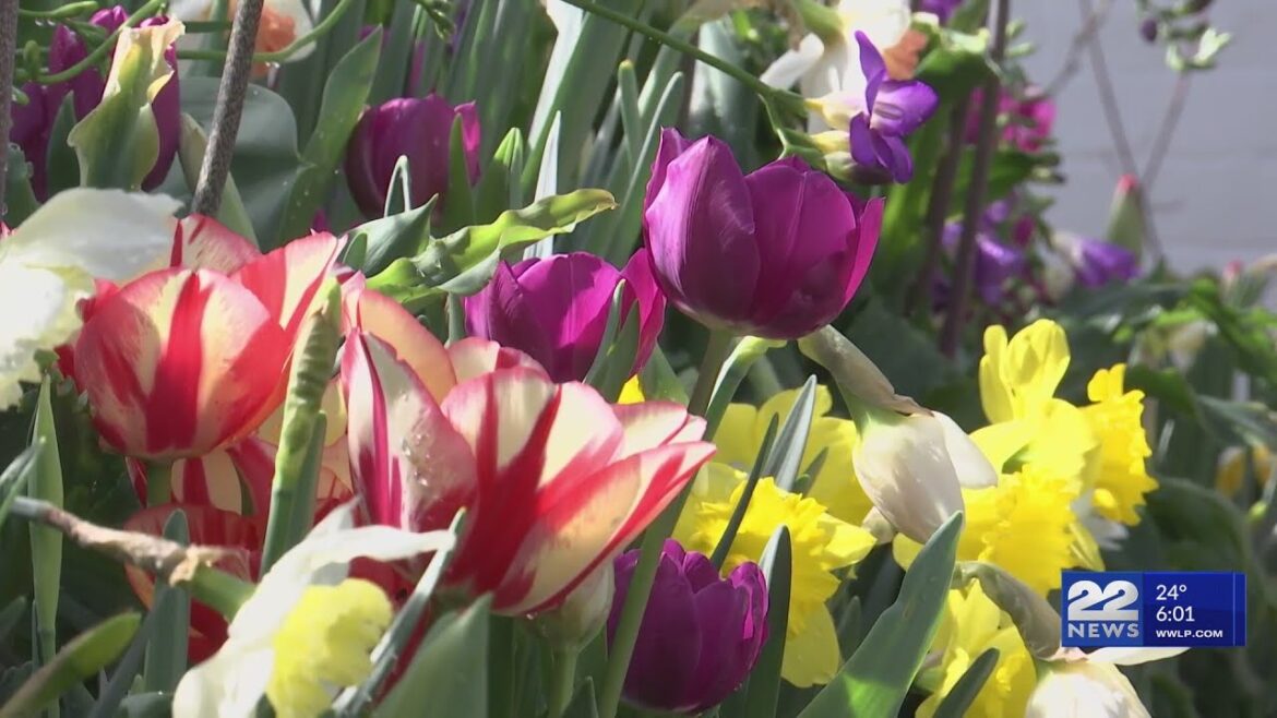 Smith College opens "Botanical Gardens Bulb Show"