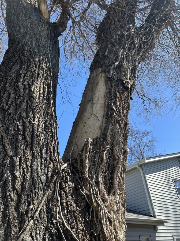 Should I remove this tree? Should I remove this tree?