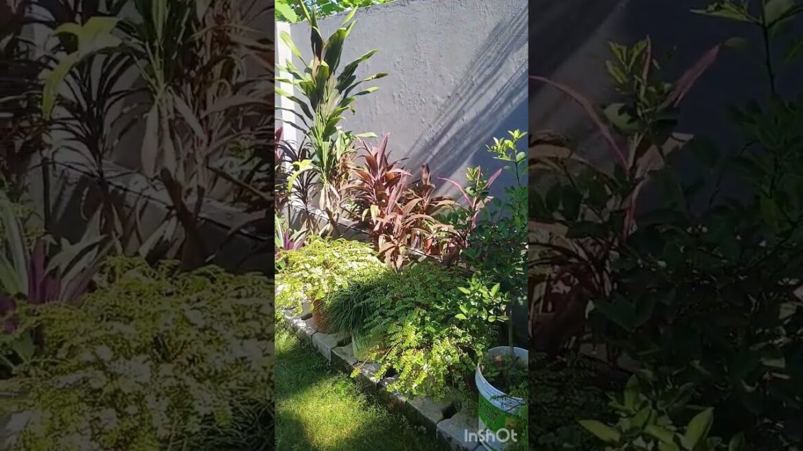 Backyard Gardening: The Permanent Plant Revolution