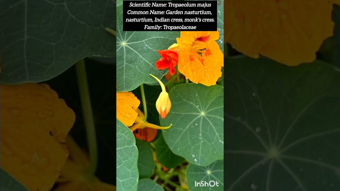 Graden nasturtium #photography #nature #flower #flowerphotography #natirephotpgraphy #gardening Graden nasturtium #photography #nature #flower #flower_photography #natire_photpgraphy #gardening