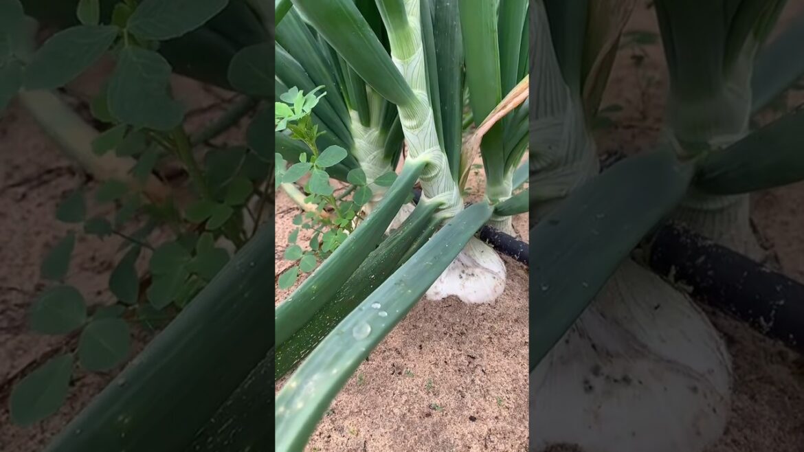 White onion 🧅 gardening White onion 🧅 gardening