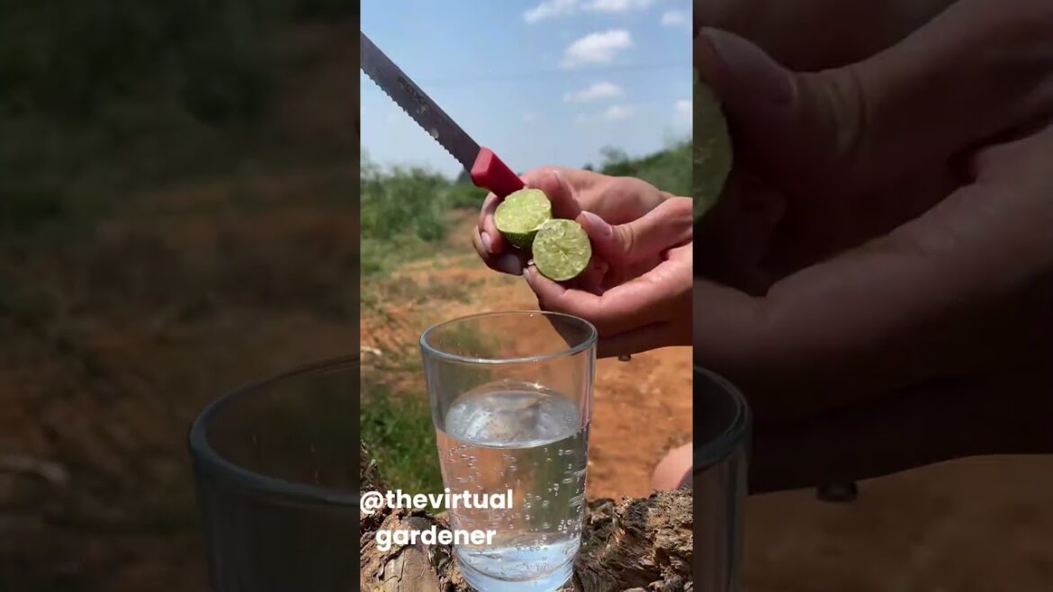 These Rare Fruits Will Transform Your Garden! 🏡🍎