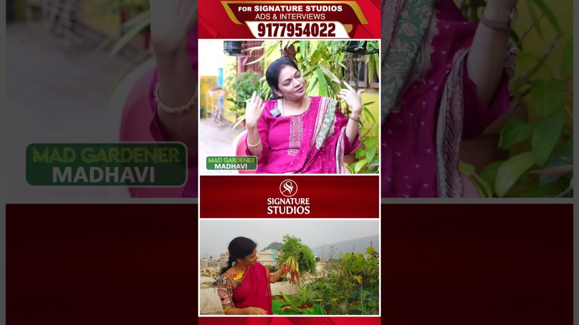 అలా కోసుకొని ఇలా వండుకోవడమే |@MADGARDENER Mad Gardener Madhavi Special Interview | Signature Studios