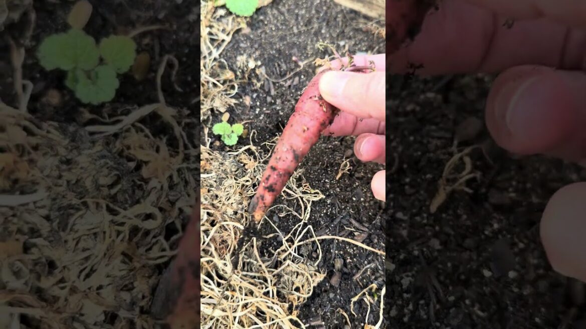 Harvest from my backyard garden! #harvest #backyardgarden #growyourownfood #gardenharvest #carrots