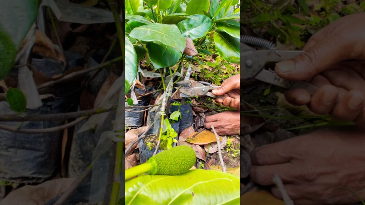 Success in Grafting: Cutting Pink Jackfruit Tree from Mother #shorts Success in Grafting: Cutting Pink Jackfruit Tree from Mother #shorts
