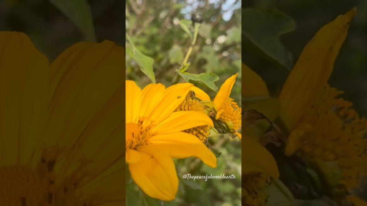 Beautiful Forest Garden | Relaxing Nature #thepeacefulworldearth #thepeacefulearthshorts #shorts