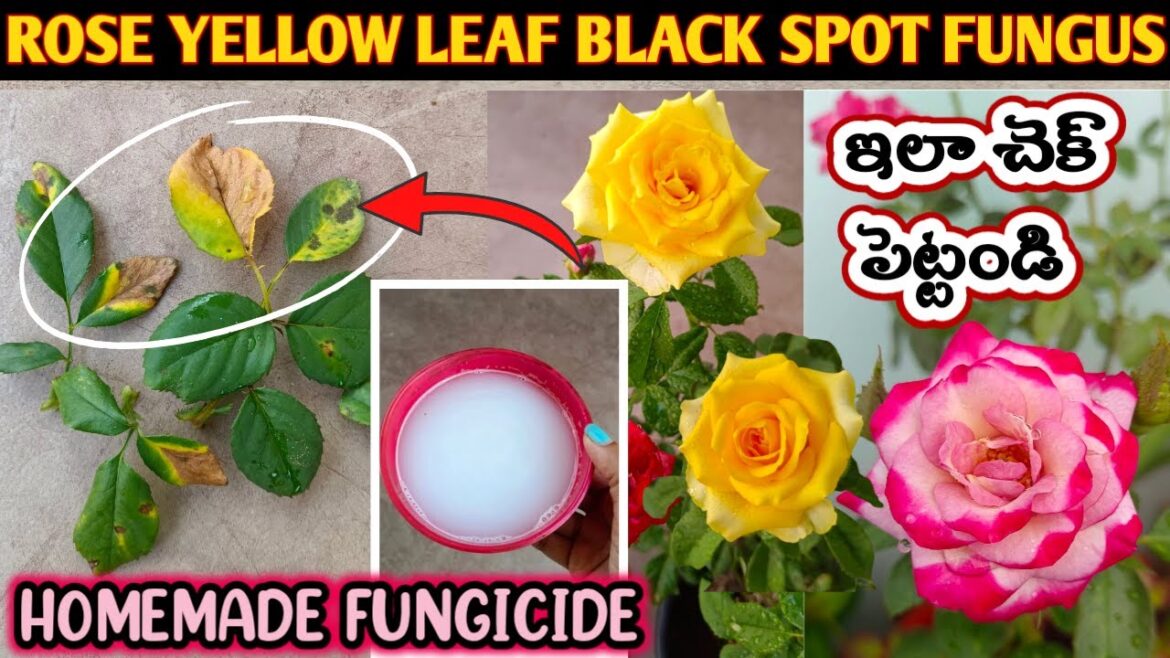 Rose Plant Growing Tips | Rose Plant Care |How to Treat Black spot on Roses |Save Rose Plant #gulabi