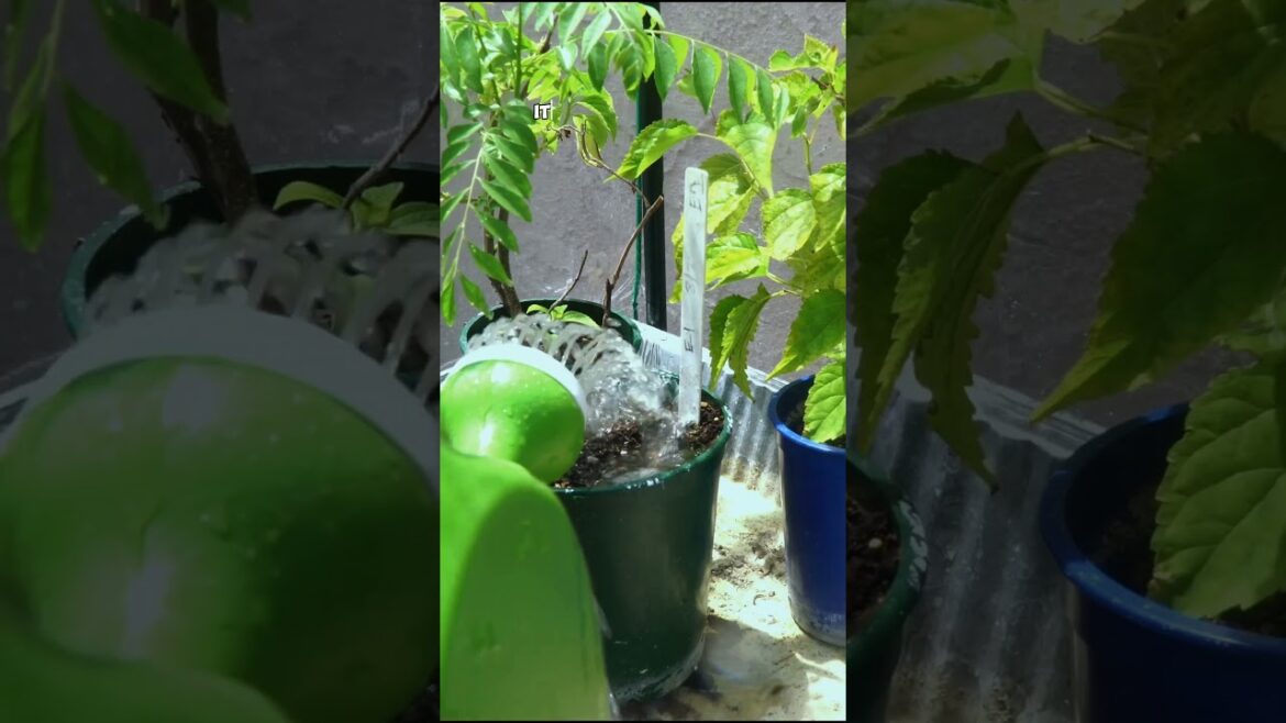 California Gardening: 3 Signs You’re Killing Your Seedlings – Starting Seeds and Fertilizing Seedlings 3 Signs You’re Killing Your Seedlings - Starting Seeds and Fertilizing Seedlings