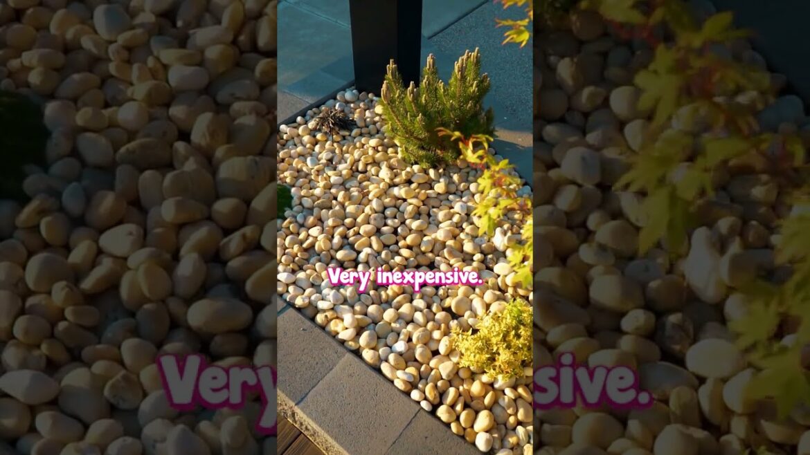 You Could Have the Best Front Garden on the Street…