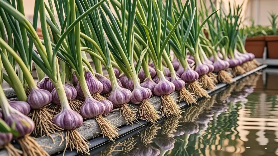 Useful Tips & Tricks Grow Vegetables Balcony or Rooftop Garden for Beginners Useful Tips & Tricks Grow Vegetables Balcony or Rooftop Garden for Beginners