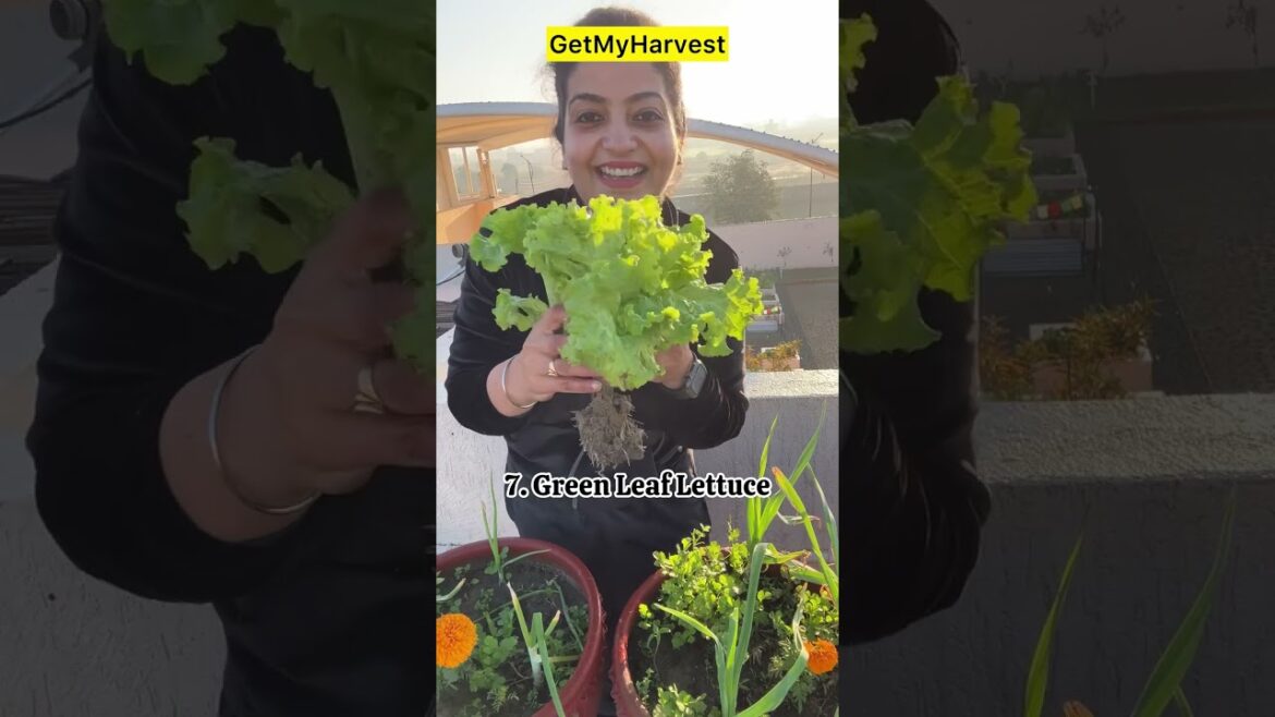 Terrace Garden Harvest in March | सर्दी की सब्जियाँ | Winter Vegetables ka Harvest #shorts