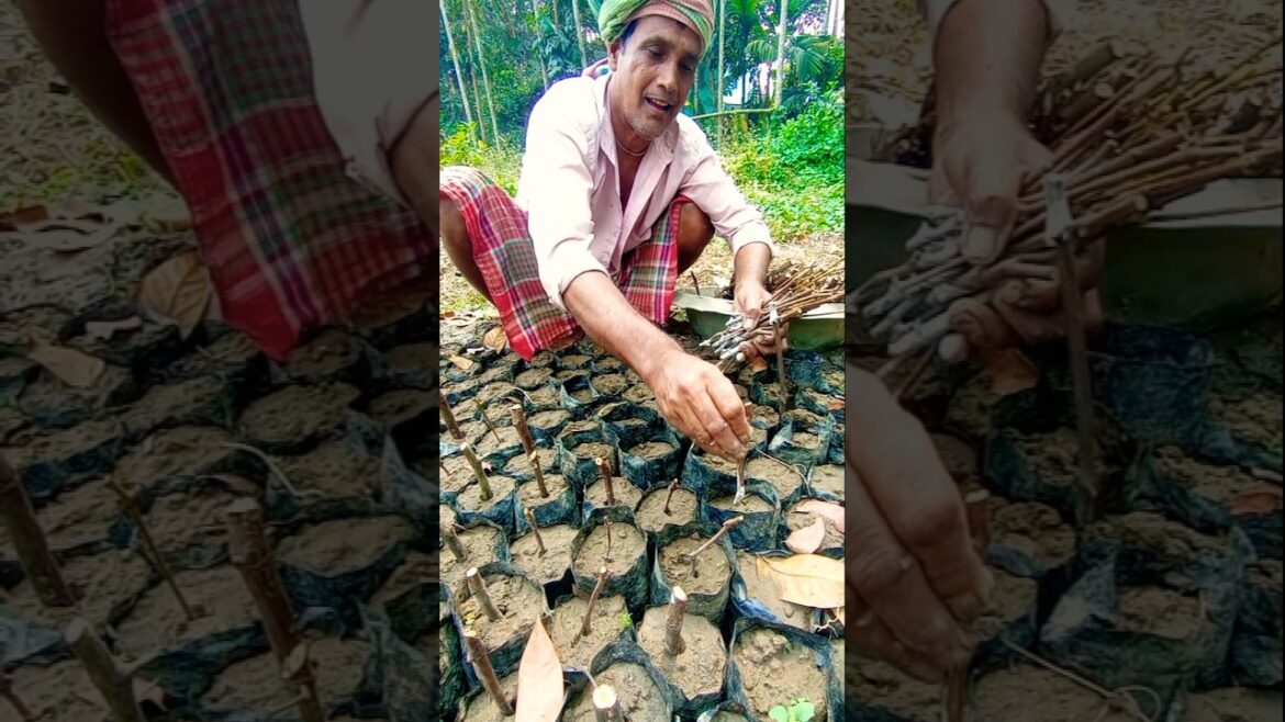 Easy Grape Vine Propagation Using Branch Cuttings! 🌱🍇 #shorts