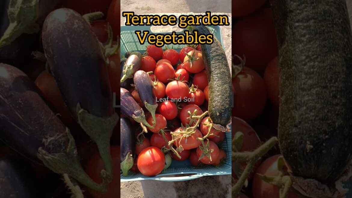 My terrace garden vegetables 🍆🏡#shorts #trendingshorts #vegetables #gardening #garden #harvest #yt