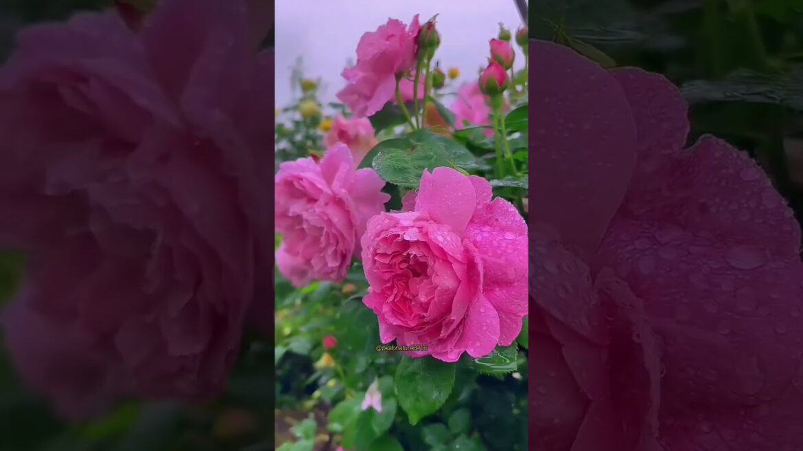 Ultimate Flower Garden Design Ideas