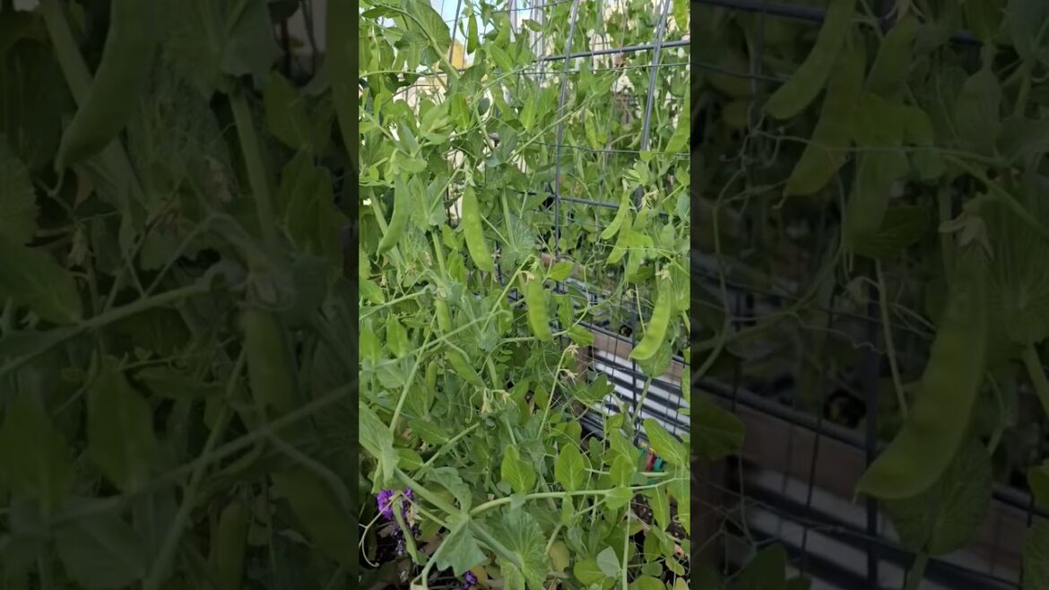 Harvesting Snow Peas #peas #garden #backyardgardening Harvesting Snow Peas #peas #garden #backyardgardening