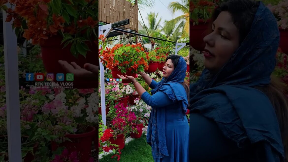 ഫ്ലവർ വിരിഞ്ഞാൽ ഒരുമാസം വരെ വിരിഞ്ഞ്  നിൽക്കുന്ന Fire opal orange bougainvillea | Rasnaz Ponnai