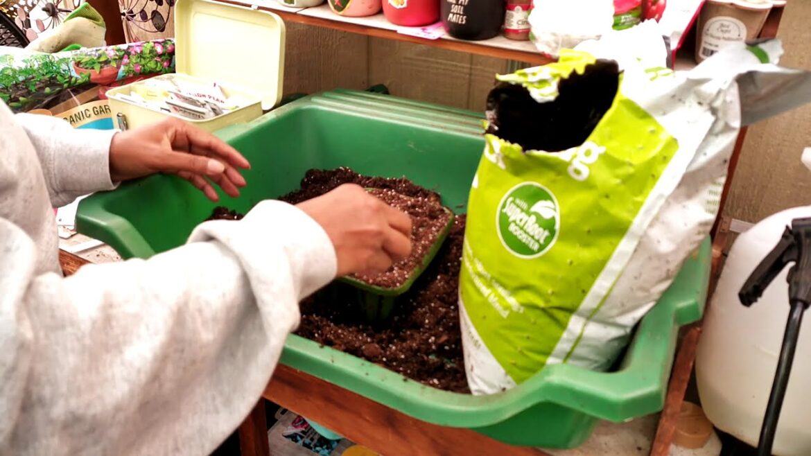 March 1st,2025. Starting more seeds.