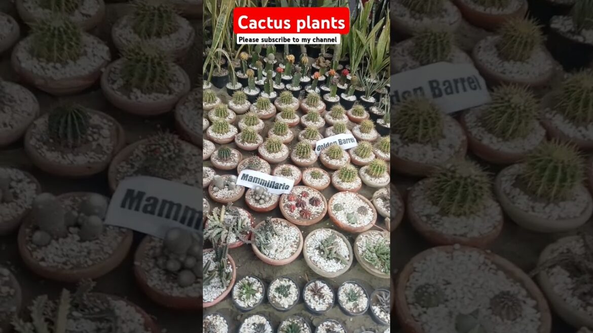 Beautiful Varieties of Cactus plant | cactus Care plants #cactus #plants #mammillaria #flowerplant