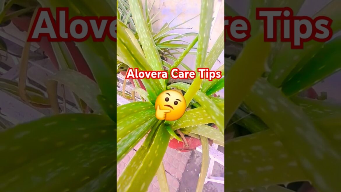 Alovera Care Tips 🤔 #plants #garden #gardening #aloeveraplant