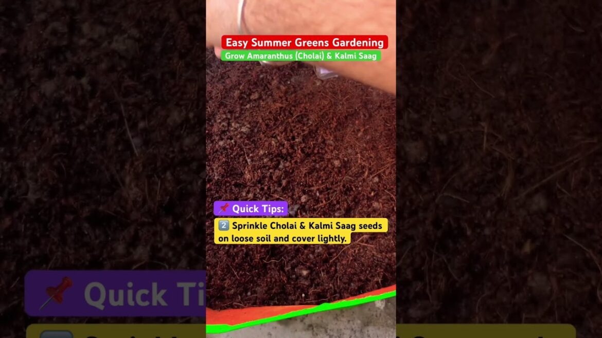 How to Grow Amaranth (Lal Chauli) & Kalmi Saag from Seeds Easy Home Gardening #shorts #growamaranth How to Grow Amaranth (Lal Chauli) & Kalmi Saag from Seeds Easy Home Gardening #shorts #growamaranth