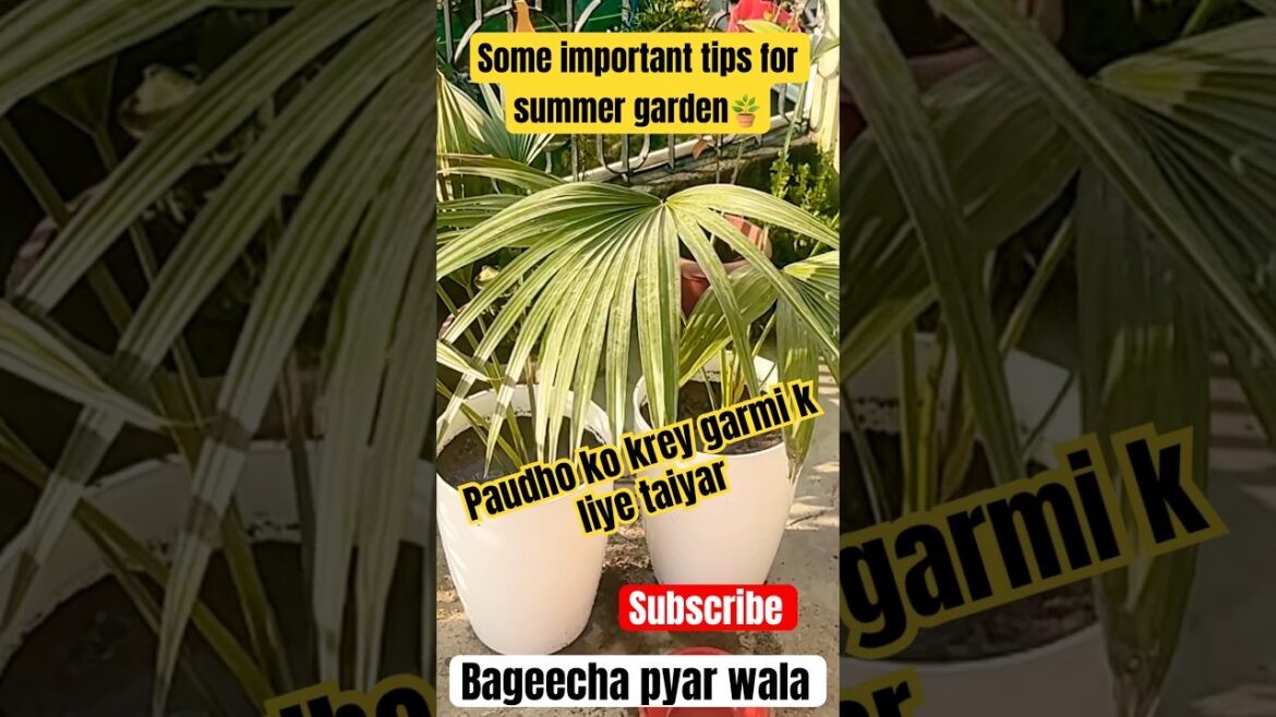 Abhi krlo ye teen kaam apne garmi ke garden ke liye🪴👍|| summer plants care tips and tricks #garden Abhi krlo ye teen kaam apne garmi ke garden ke liye🪴👍|| summer plants care tips and tricks #garden