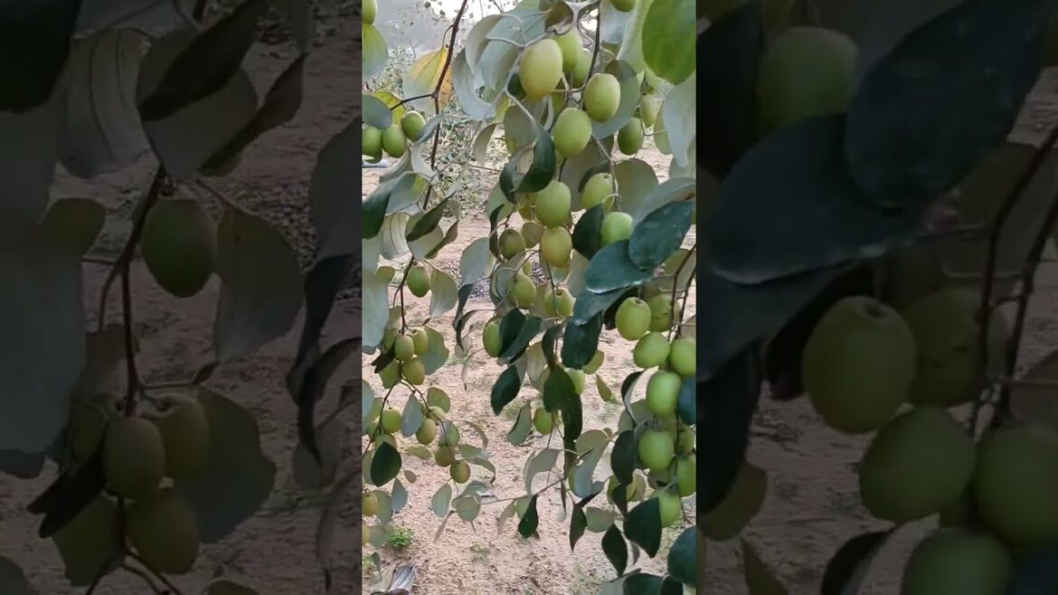 These fresh fruits make me happy โค๏ธ๐ฅญ๐๐๐๐ฅ๐ #shorts #fruit #nature #farming These fresh fruits make me happy โค๏ธ๐ฅญ๐๐๐๐ฅ๐ #shorts #fruit #nature #farming